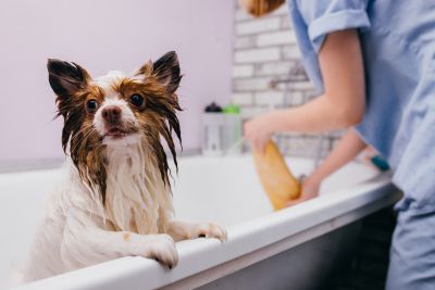 Pet Grooming and Pet Sitting Insurance in Redding, CA by Wayne Miller Insurance Agency - Redding, CA.