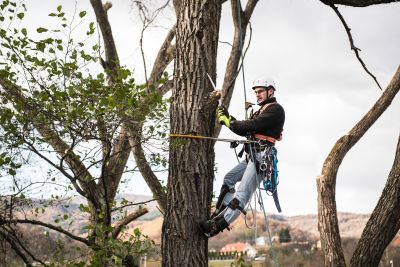 Tree Trimming Insurance in Redding, CA by Wayne Miller Insurance Agency - Redding, CA.